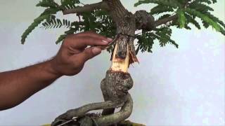 Bonsai Experiment Creating Nebari with Split Bark Technique [upl. by Goldie983]