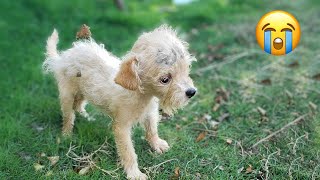 Injured head the hydrocephalus puppy cried and begged her owner not to do it [upl. by Enobe552]