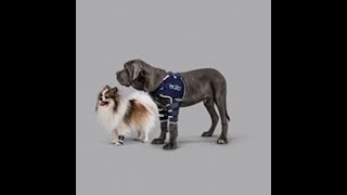 Alpha Mobility Australia presents BALTO Dog leg braces  Supports and splints [upl. by Undis]