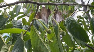 Rollinia tree 🌳setting fruits June 1 2021 [upl. by Bible]