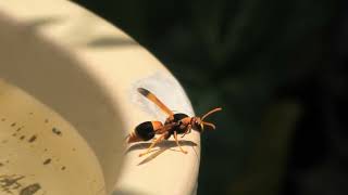 Potter Wasp 13 [upl. by Haimes952]