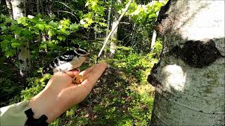 Hairy Woodpecker Nest [upl. by Anilef]