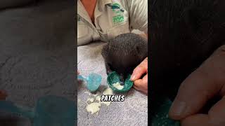 Baby Echidnas called puggles facts animals wildlife animallover shorts [upl. by Otsuaf]