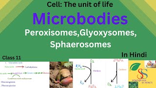 Microbodies PeroxisomesGlyoxysomesSphaerosomesClass11in Hindi [upl. by Cissej805]