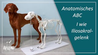 Anatomisches ABC I wie Iliosakralgelenk [upl. by Marla]