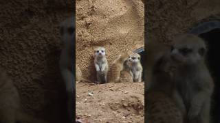 meerkat 👀 wildlife viralvideo animals jungle viralshorts viralreels natural naturesounds [upl. by Noitsirhc]