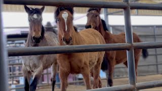 A day at a MUSTANG ADOPTION I saw a CURLY [upl. by Lagiba]