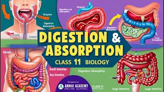 Mastering Digestion amp Absorption Unlock Class 11 Biology Secrets [upl. by Alysa211]