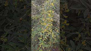 Pigeon Pea plant Tuver plant agricultural viralvideo sorts farming homegarden village [upl. by Attena]