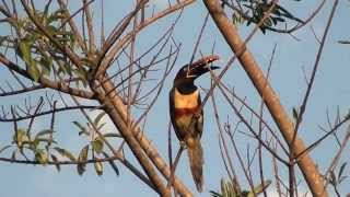 SOUNDS of CHESTNUTEARED ARACARI PTEROGLOSSUS CASTANOTIS ARAÇARICASTANHO Free birds in nature [upl. by Ful]