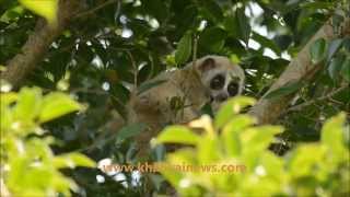 slow loris in daylight [upl. by Dusty]