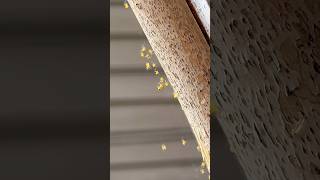 Baby Spiders in the Garden  Spiderlings shorts spider gardening en [upl. by Hanover]