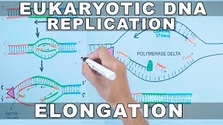 DNA Replication in Eukaryotes  Elongation [upl. by Lurleen]