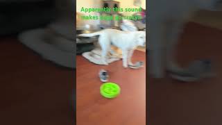 This sound makes dogs go crazy [upl. by Dammahom]