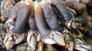 People Are Eating Gooseneck BARNACLES 😧🥴 [upl. by Doowrehs281]