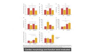 Effects of Short Term Adiponectin Receptor Agonism on Cardiac Function and Energetics [upl. by Alyssa414]