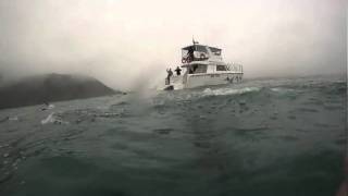 Dolphin Swimming in Kaikoura New Zealand [upl. by Inanaup]