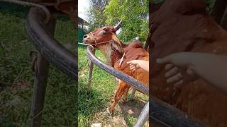 Phosphorus Injection in Anoestrus Cow cow animals shortvideo [upl. by Allehc178]