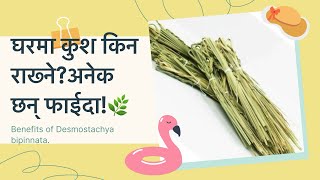 घरमा कुश किन राख्नेअनेक छन् फाईदा🌿 Benefits of Desmostachya bipinnata [upl. by Chuu]