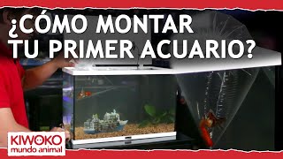 Tutorial para Montar tu PRIMER Acuario 💧🌿 [upl. by Aeel]