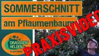 Sommerschnitt am Pflaumenbaum [upl. by Ahso48]