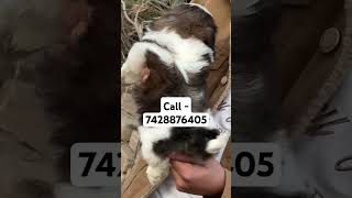 Ultimate Shih Tzu puppies for sale in Delhi ncr music song shihtzupuppy shihtzus brindle [upl. by Ayam]