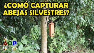 ¿COMÓ CAPTURAR ABEJAS SILVESTRES [upl. by Studley345]