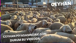 4 EKİM 2024 CEYHAN KÜÇÜKBAŞ HAYVAN PAZARIkoyun adak kuzu animals hayvanpazari [upl. by Llabmik]