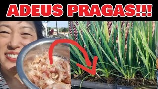 DÊ UM FIM NELAS lagartaslarvas formigas grilos insetos SOMEM TUDO IMPRESSIONANTE😱 [upl. by Helban]