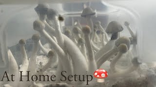 How I MAXIMIZED My Yields  At Home Mycology Setup P Natalensis mycology [upl. by Atram78]