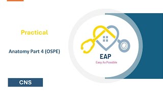 Practical  Anatomy part 4 OSPE  CNS 42 [upl. by Pellet]