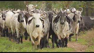 P286 El cebú en México el maíz en Sinaloa y caballos en Tepa [upl. by Nocam13]