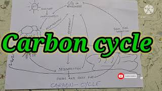 CARBON CYCLE  EASY EXPLANATION WITH EASY DIAGRAM  BIOGEOCHEMICAL CYCLE [upl. by Hildy]