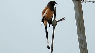 Rufous Treepie  Bird Watch at Bhubaneswar [upl. by Elene157]