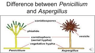 DIFFERENCE BETWEEN PENICILLIUM AND ASPERGILUS [upl. by Assenar841]