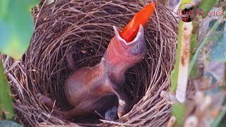 The baby bird tries to swallow the Big CHILLI [upl. by Teufert619]