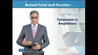 Tympanum in Amphibians  Animal Form amp Function 1 Theory  ZOO516TTopic073 [upl. by Bernadine]