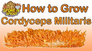 How to Grow Cordyceps Militaris Fungi  Two Methods [upl. by Valma]