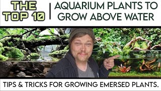 TOP 10 EASY Aquarium Plants to Grow Above Water in Your Fish Tank Growing Emersed Aquatic Plants [upl. by Southworth]