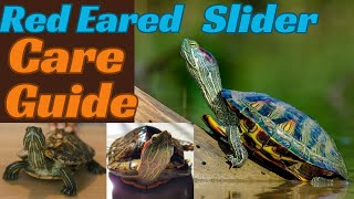 Red Eared Slider Care Guidethe Best pet turtle [upl. by Smaoht]