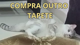 GATO APRONTANDO COM O TAPETE E AINDA RECLAMA [upl. by Aissela]