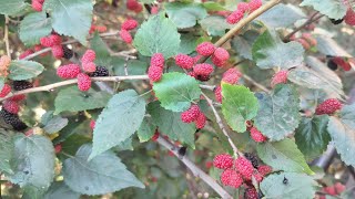 mulberry plant  शहतूत फल  sahtut fruit  shortgarden ytshort plant sahtut fruit trending yt [upl. by Mayne285]