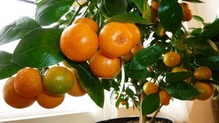 CALAMONDIN ORANGE Update  Best Indoor Citrus Plant  Miniature Orange  Part 2 [upl. by Hyps]