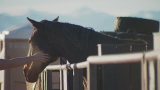 Equine therapy helping veterans navigate relationships [upl. by Hashum]