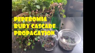 Peperomia Ruby Cascade Propagation [upl. by Lochner]