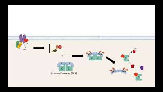 GPCR AC cAMP PKA pathway [upl. by Baldwin111]