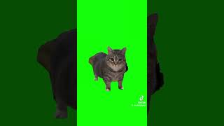 Show this to your cat 😹🐱cat brainrot catsoftiktok fyp viralvideo cats tiktok [upl. by Ahsir]