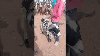 VM Sheep Farmsheepfarm animals achampet sheeps goat youtubeshorts viralshort short [upl. by Laurella]