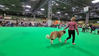 CRUFTS 2022  St Bernard Judging  Females [upl. by Armand]