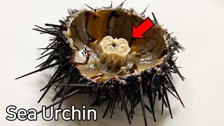 Strange Organ Inside a Sea Urchin   Sea Urchin Dissection [upl. by Nedrah]